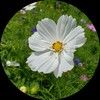 flovie